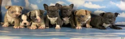 Frenchton dogs for sale: Lennox  - Ad 6