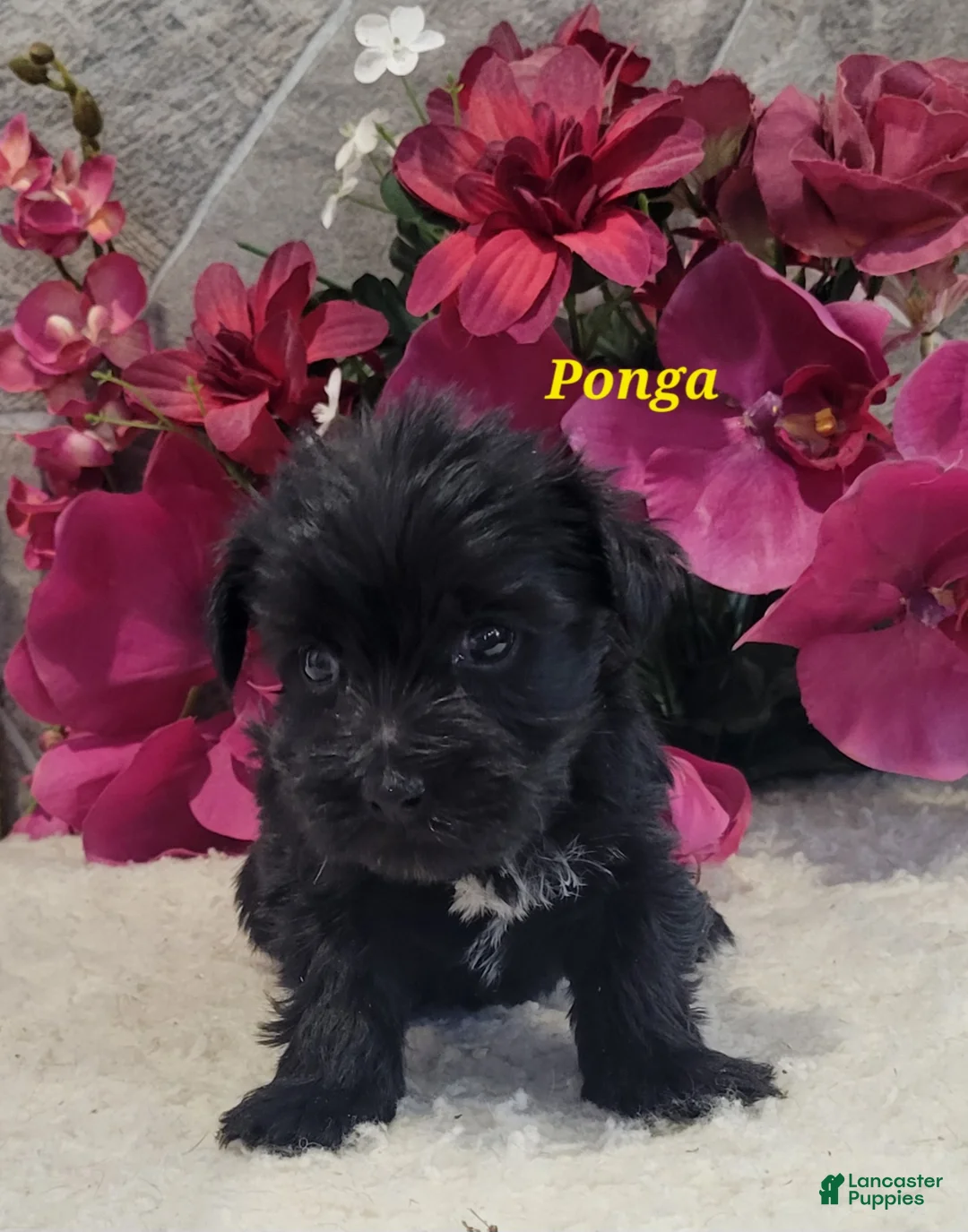 Morkie dogs for sale: Ponga - Ad 3