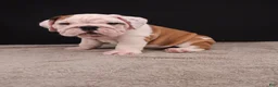 English Bulldog dogs for sale: Charlie  - Ad 24
