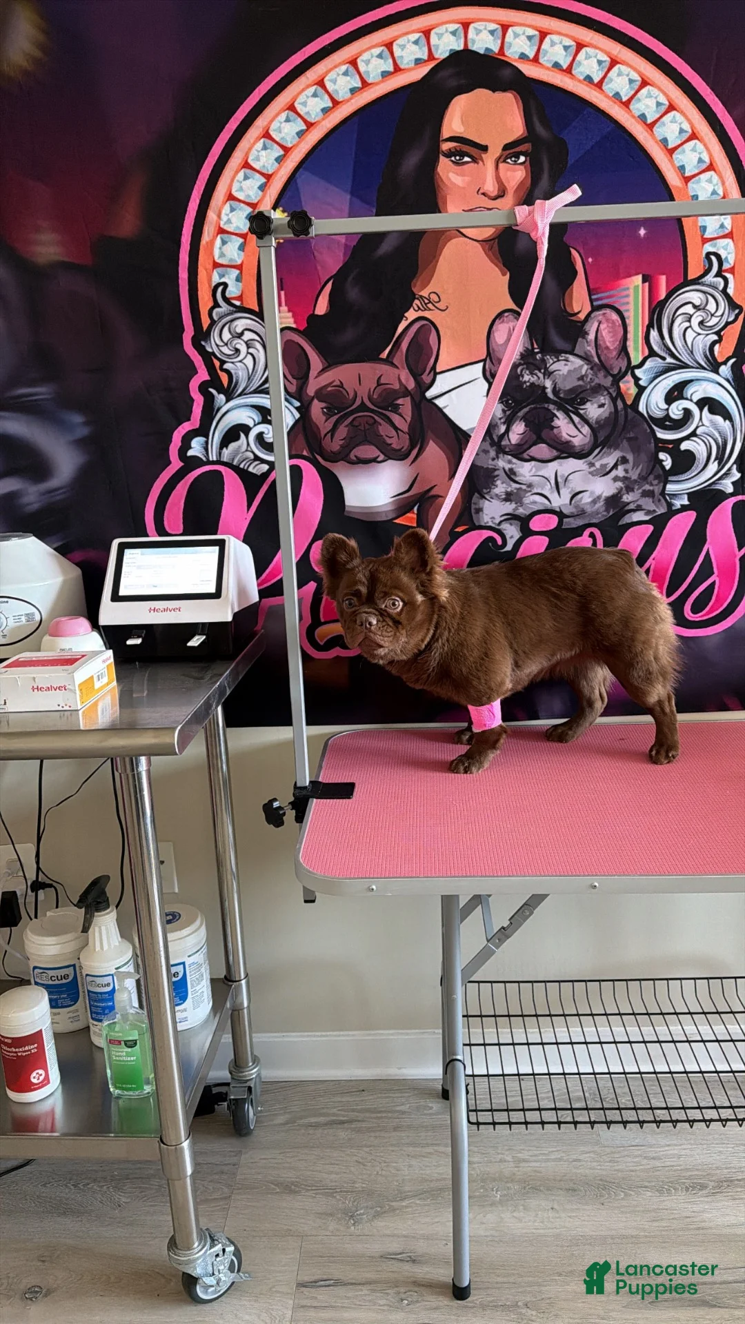 French Bulldog dogs for sale: Blaze ❤️‍🔥 - Ad 4