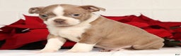 Boston Terrier dogs for sale: Riley - Ad 5