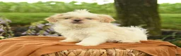 Shih Tzu dogs for sale: Zayn - Ad 3
