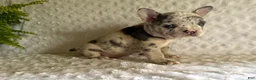 French Bulldog dogs for sale: Twinkle - Ad 5