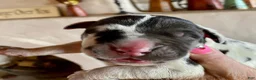 Great Dane dogs for sale: Osbidian Wildfire Ignis - Ad 3