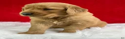 Golden Retriever dogs for sale: Scarlett - Ad 3