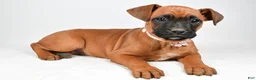 Boxer dogs for sale: Ruby Boxer mix - Ad 2