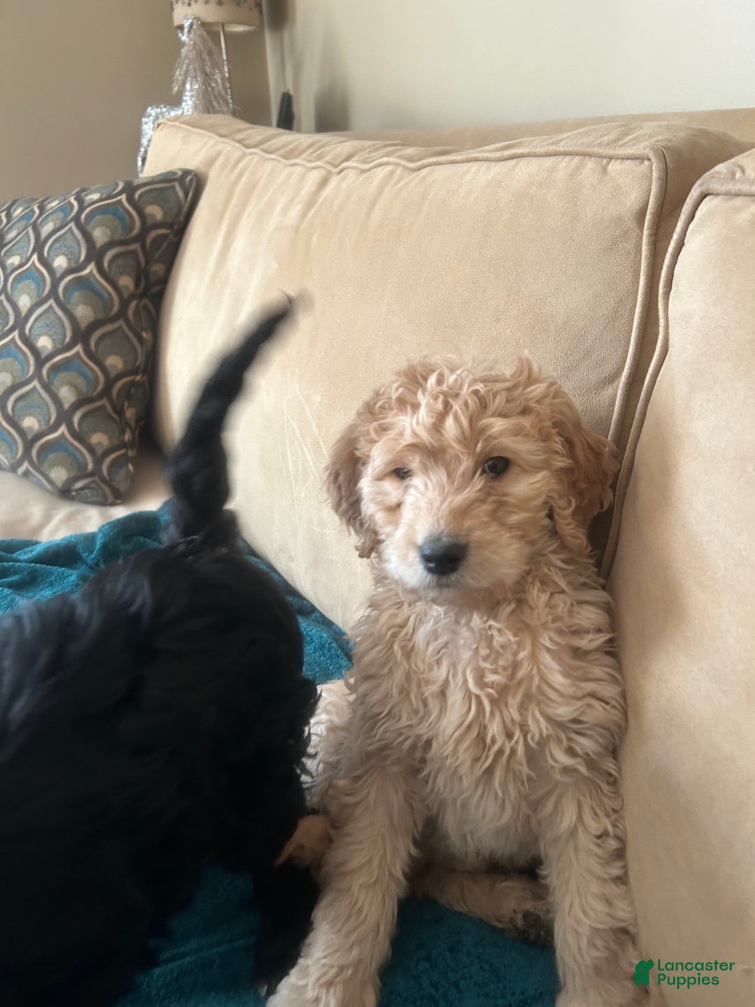 Goldendoodle dogs for sale: Goldendoodle Puppy 1 - Ad 3