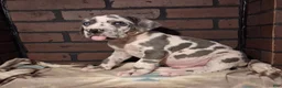 Great Dane dogs for sale: Micah - Ad 5
