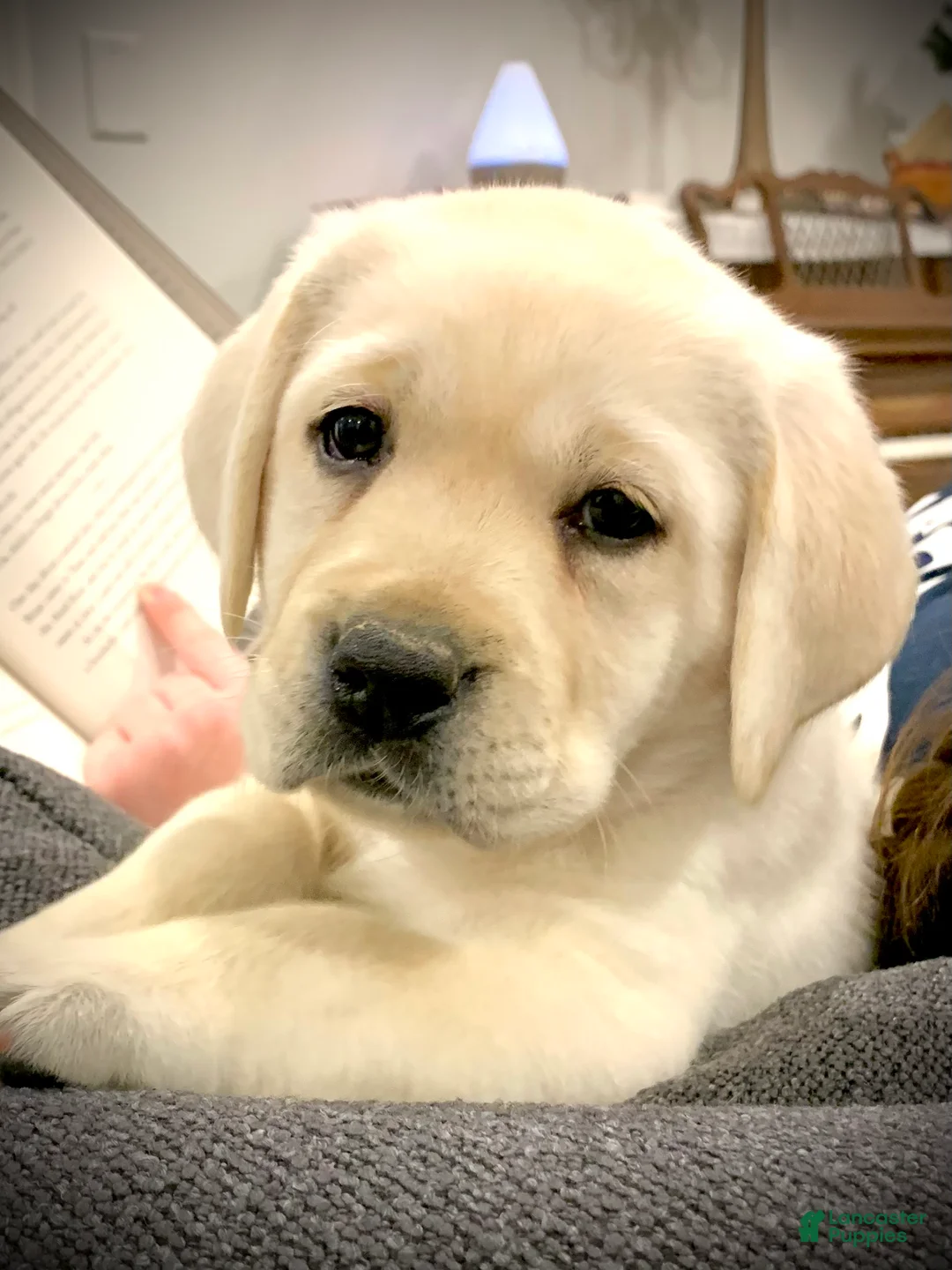 Labrador Retriever dogs for sale: Hazel - Ad 4