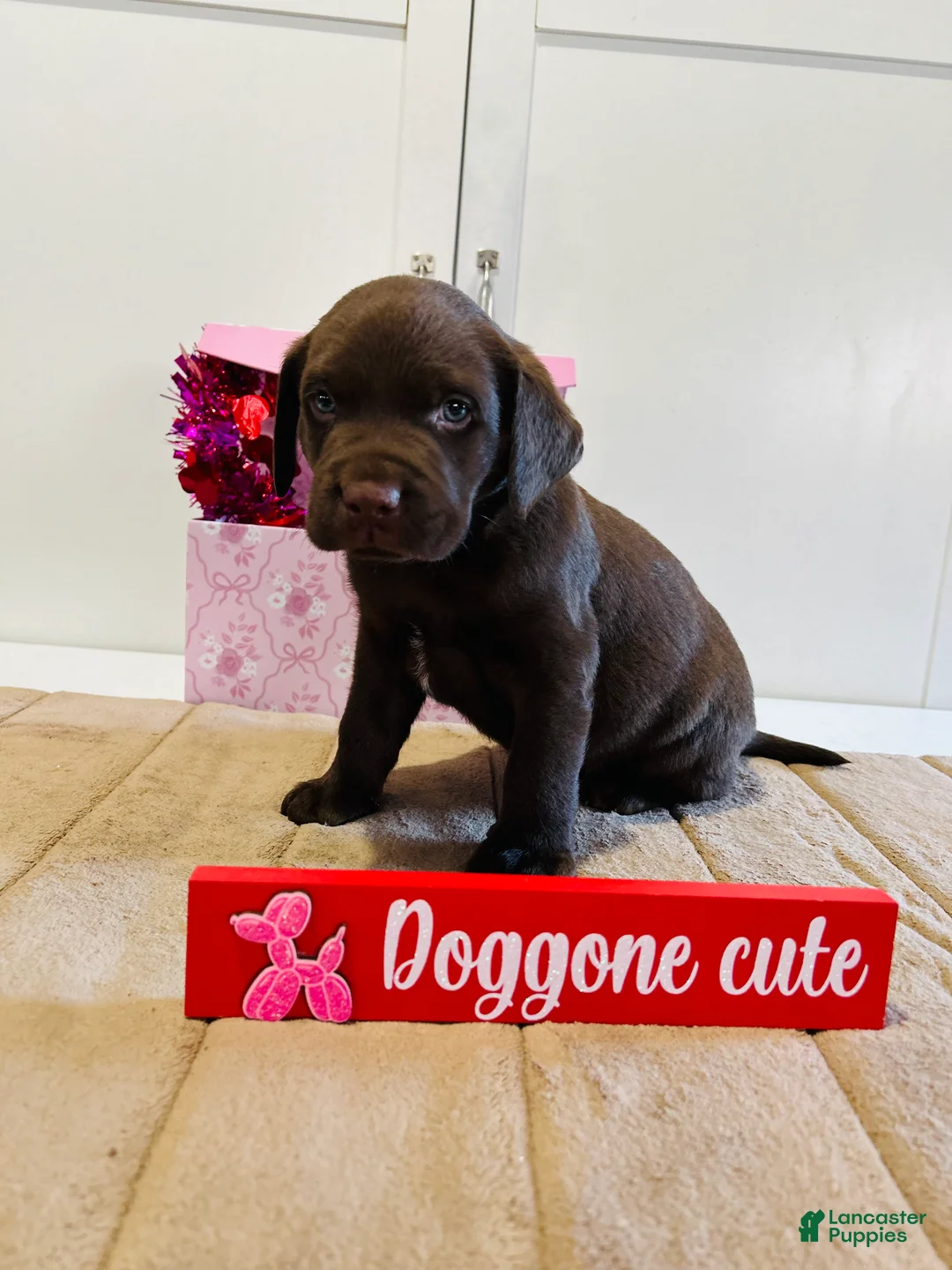 Labrador Retriever dogs for sale: Kenny - Ad 6