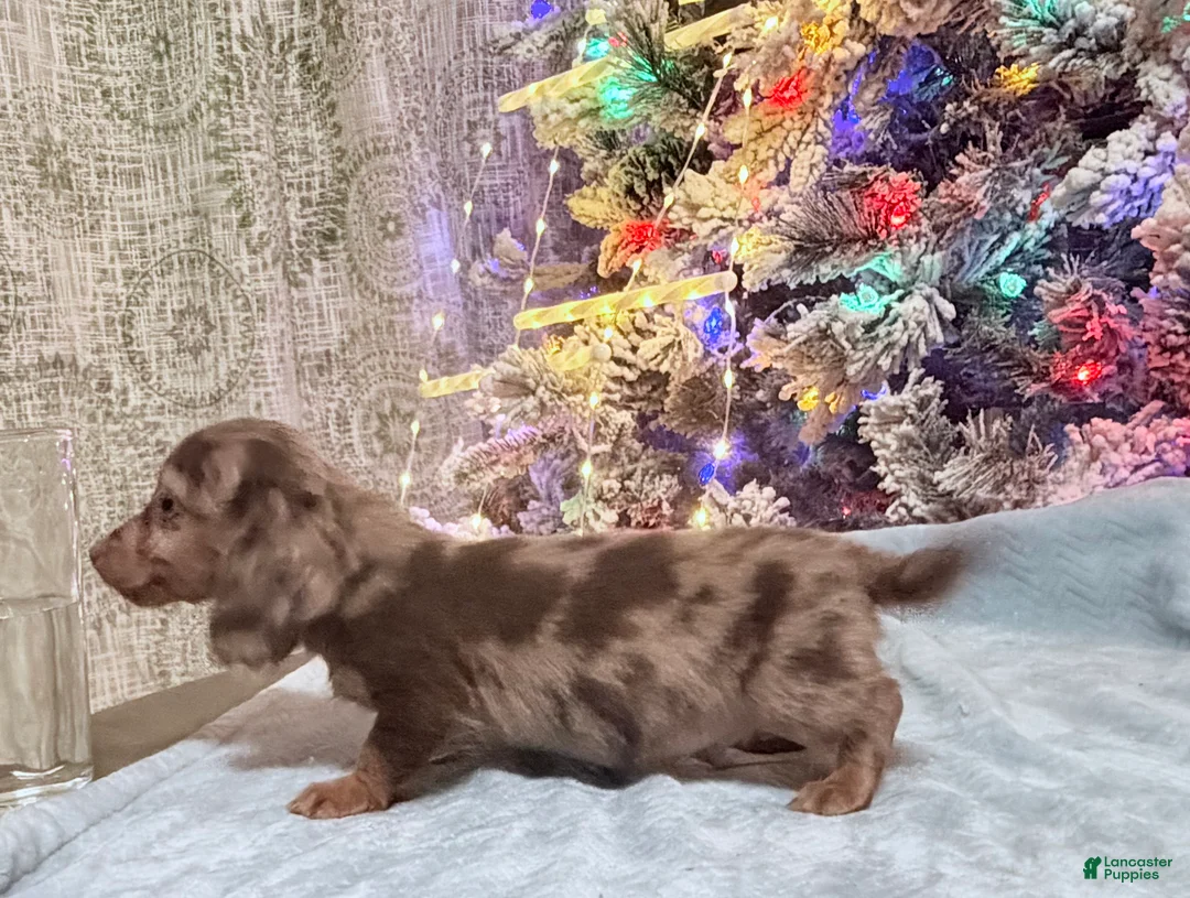 Miniature Dachshund dogs for sale: AKC Russian pra clear - Ad 77