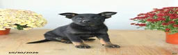 Mixed Breed dogs for sale: Gracie - Ad 3