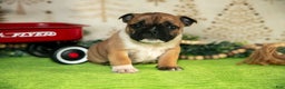 Mixed Breed dogs for sale: Fiona - Ad 3