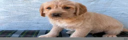Labradoodle dogs for sale: Labradoodle 1 - Ad 8