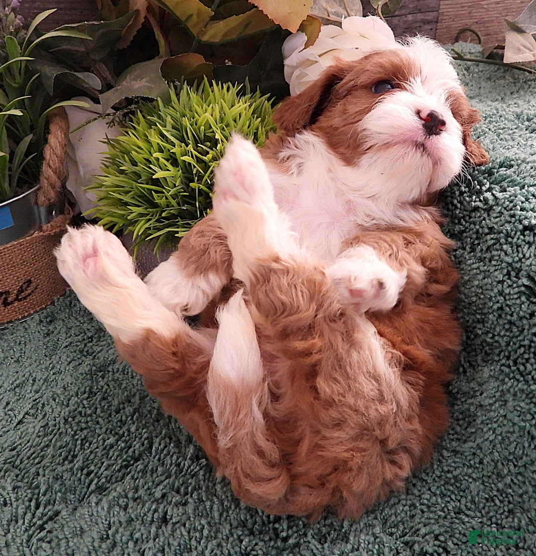 Cavapoo dogs for sale: Cavapoo Female #2 (Autumn's) - Ad 4