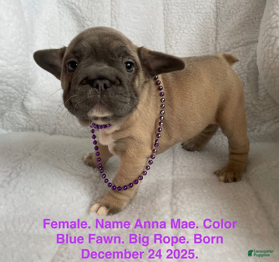 French Bulldog dogs Anna Mae - Ad 1
