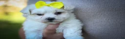 Maltese dogs for sale: Miley💜 - Ad 5