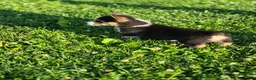 Welsh Corgi Pembroke dogs for sale: Nugget - Ad 3