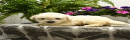 Bichon Frise dogs for sale: Buster - Ad 3