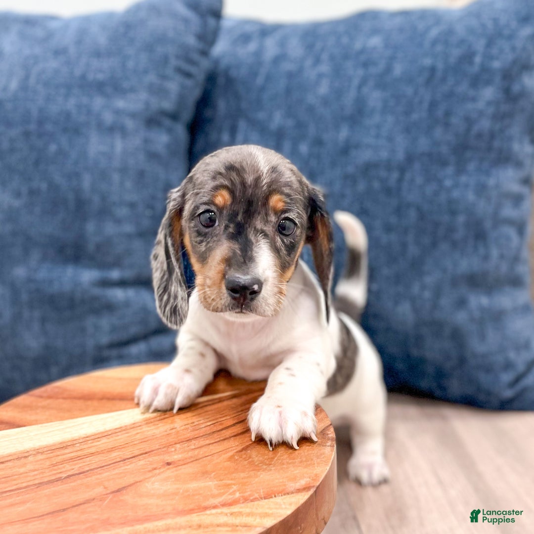 Miniature Dachshund dogs for sale: Baxter - Ad 1