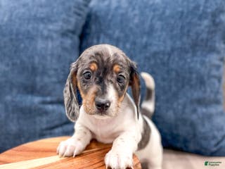 Miniature Dachshund dogs Baxter - Ad 12