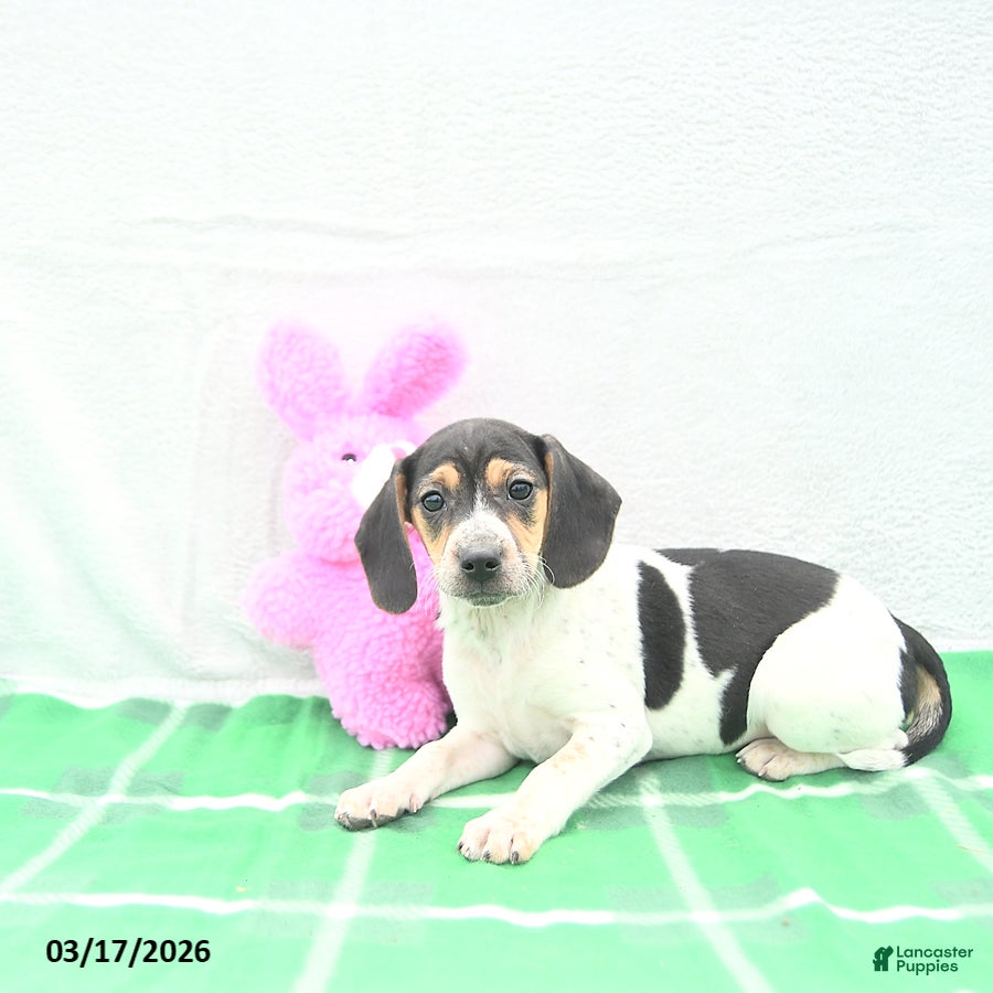 Mixed Breed dogs Dixie - Ad 2