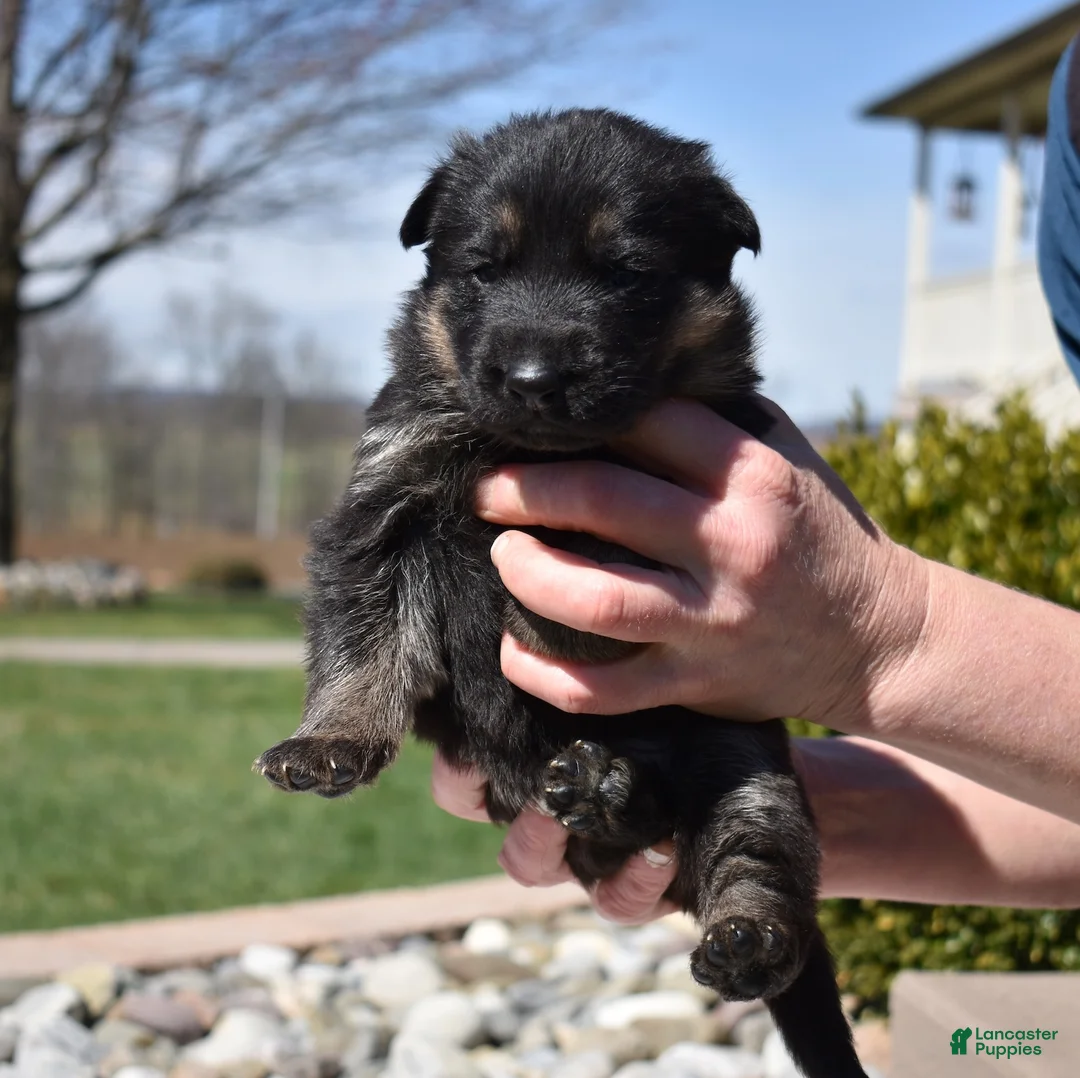 German Shepherd dogs for sale: Atlas - Ad 2