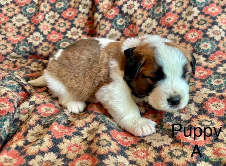 Saint Bernard dogs Saint Bernard Puppy 5 - Ad 32