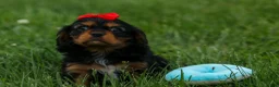 Cavalier King Charles Spaniel dogs for sale: Romeo 🐶 - Ad 12
