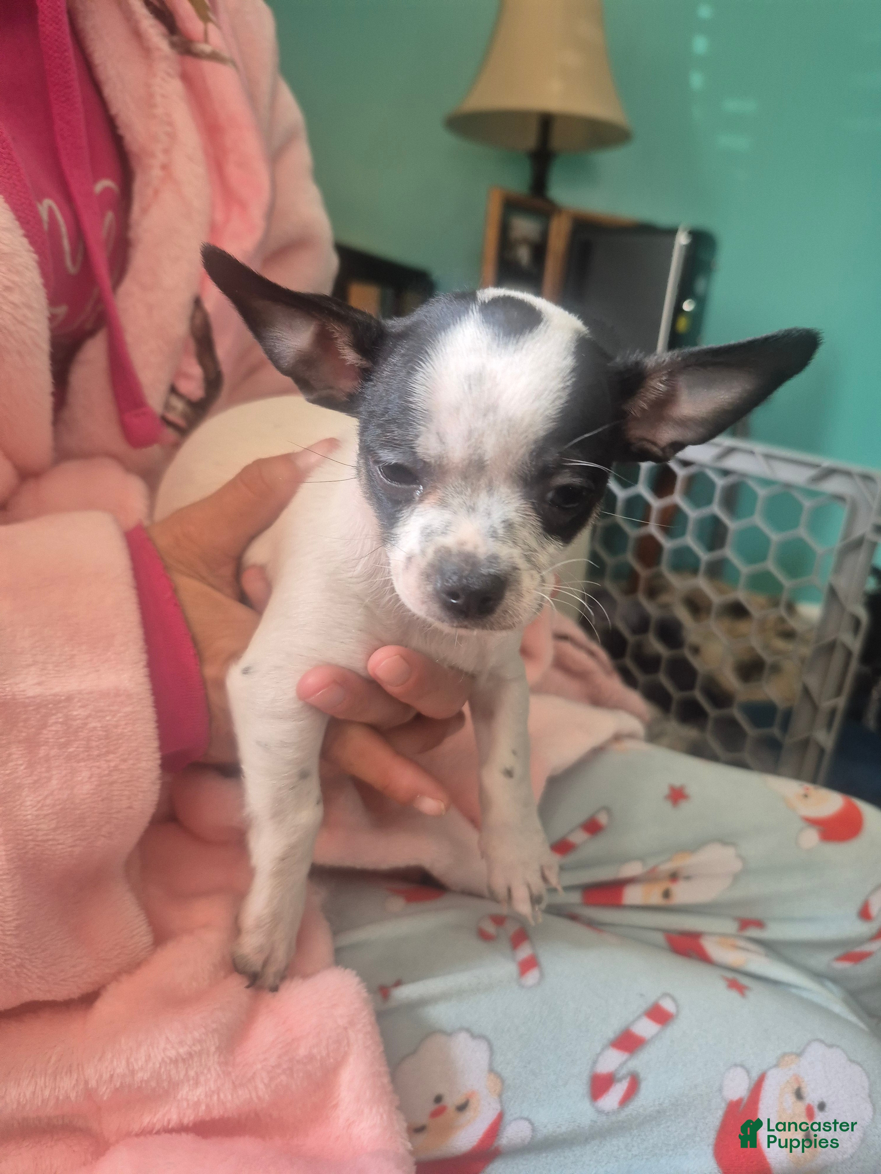 Chihuahua dogs Chihuahua Puppy 4 - Ad 1