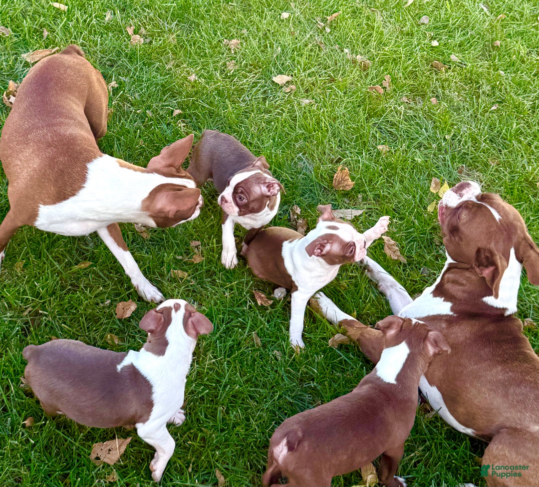 Boston Terrier dogs for sale: Boston Terrier Puppy 2 - Ad 6