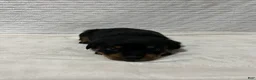 Rottweiler dogs for sale: kong - Ad 2