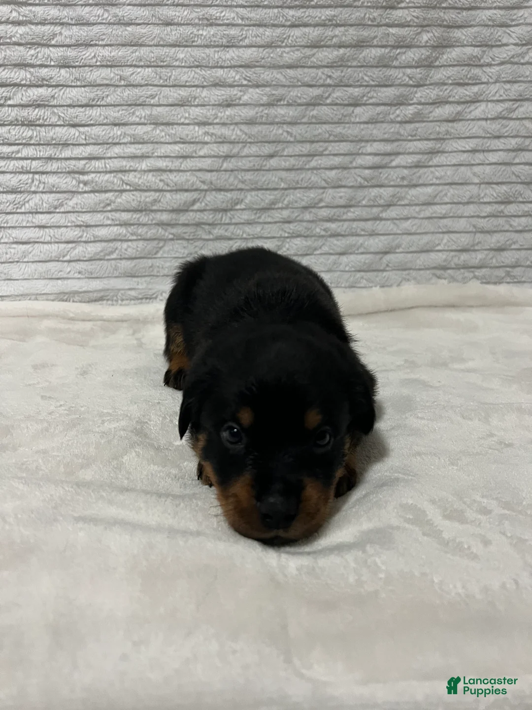 Rottweiler dogs for sale: kong - Ad 2