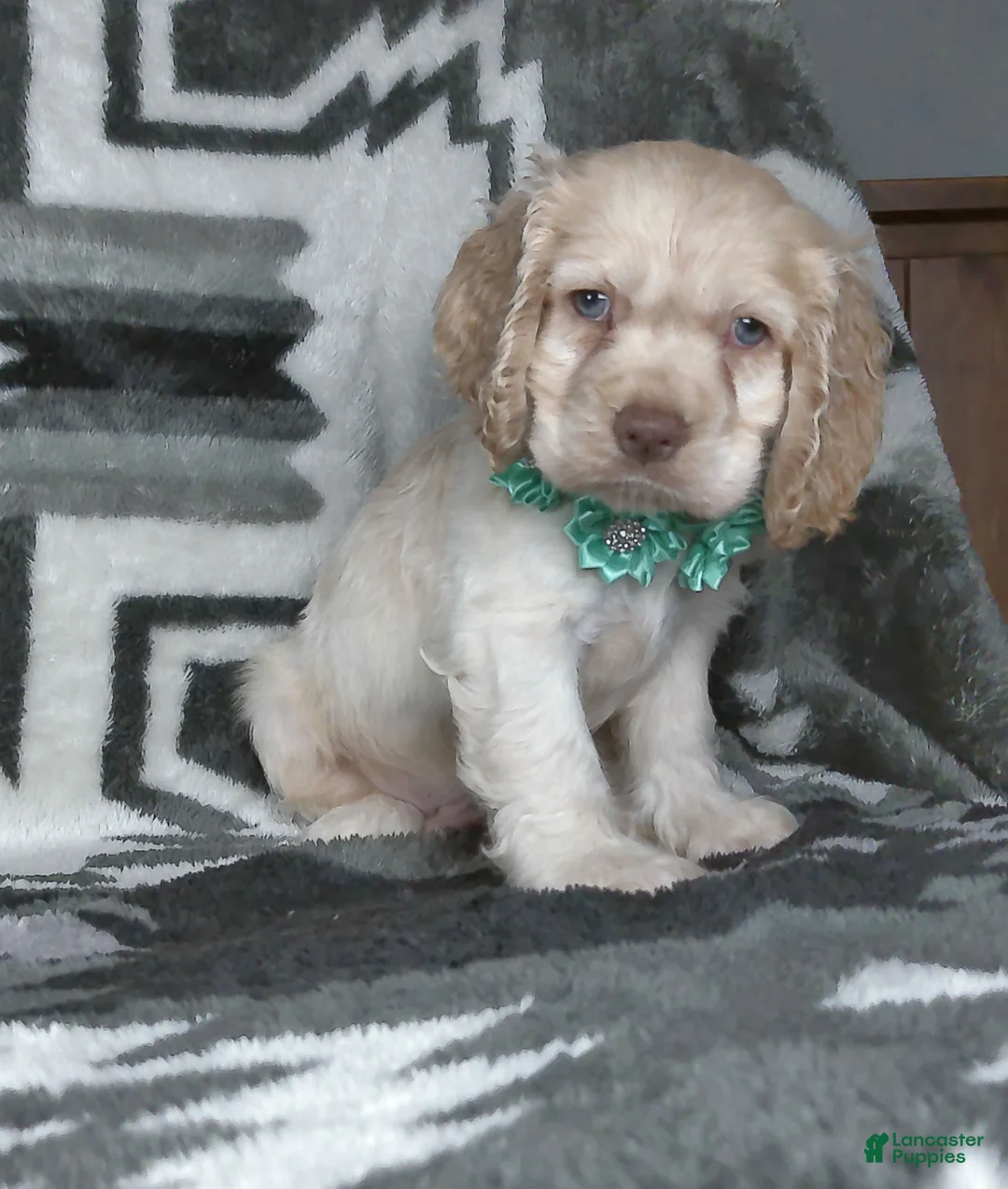 Cocker Spaniel dogs for sale: Jace - Ad 4