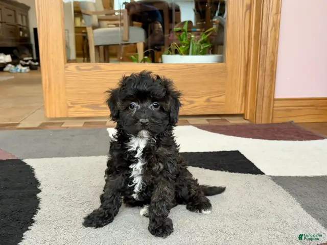 Havapoo dogs for sale: Havapoo pup Larry - Ad 1