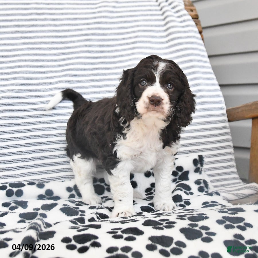 Mixed Breed dogs Patches - Ad 2