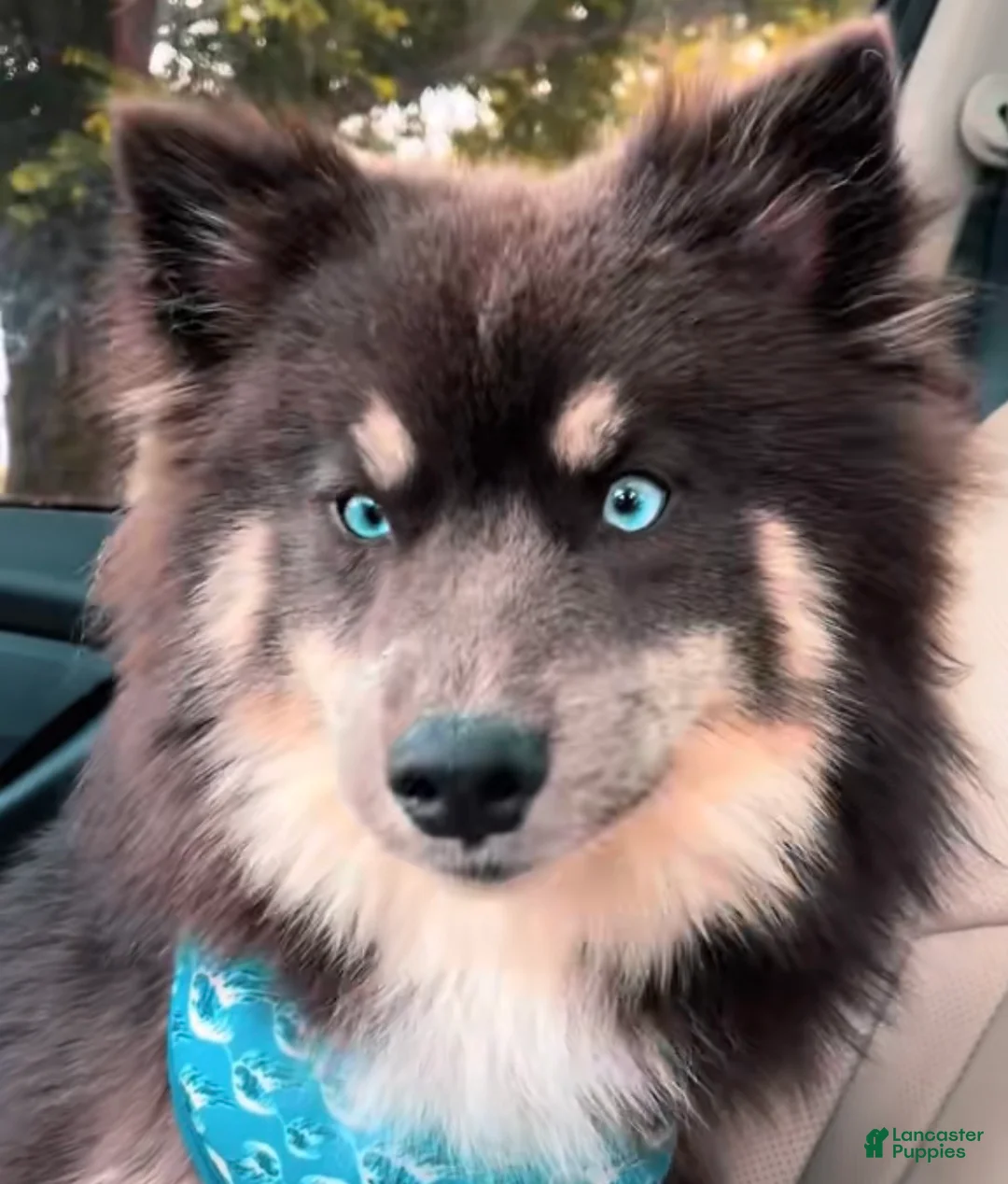 Pomsky dogs for sale: Benji (Green Collar) - Ad 2