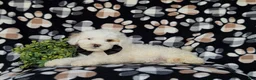 Cockapoo dogs for sale: Bronson Hypoallergenic - Ad 5