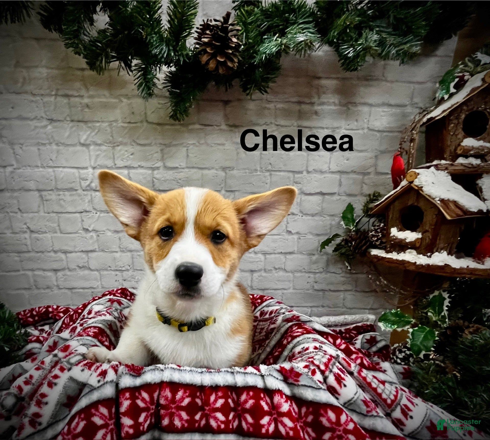 Welsh Corgi Pembroke dogs Chelsea - Ad 21