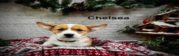 Welsh Corgi Pembroke dogs for sale: Chelsea - Ad 1