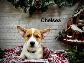 Welsh Corgi Pembroke dogs Chelsea - Ad 5