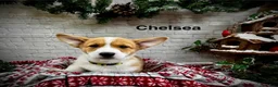Welsh Corgi Pembroke dogs for sale: Chelsea - Ad 1