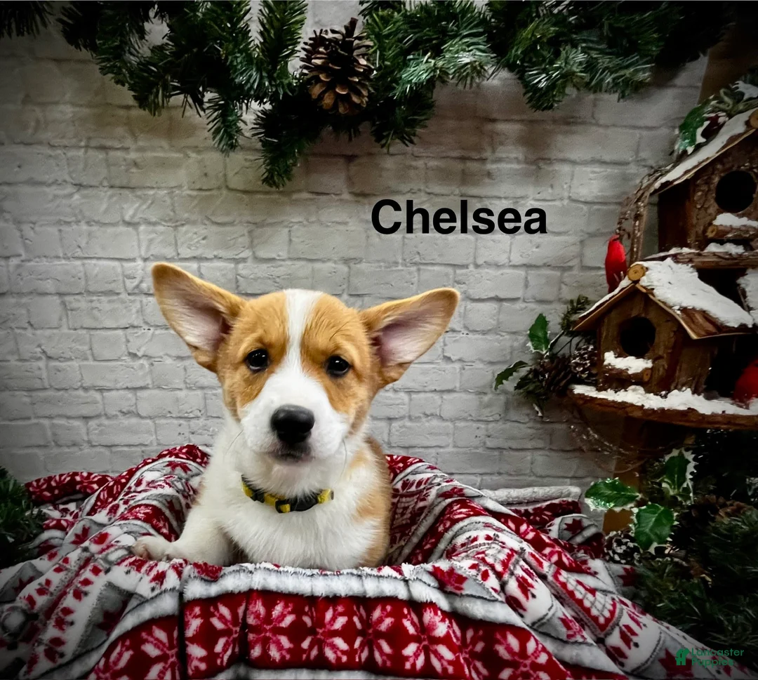 Welsh Corgi Pembroke dogs for sale: Chelsea - Ad 1
