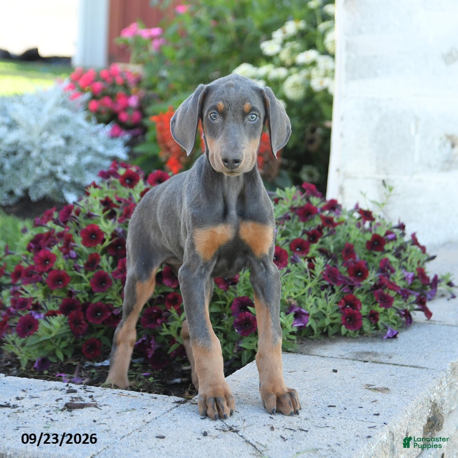 Mixed Breed dogs Fancy - Ad 2