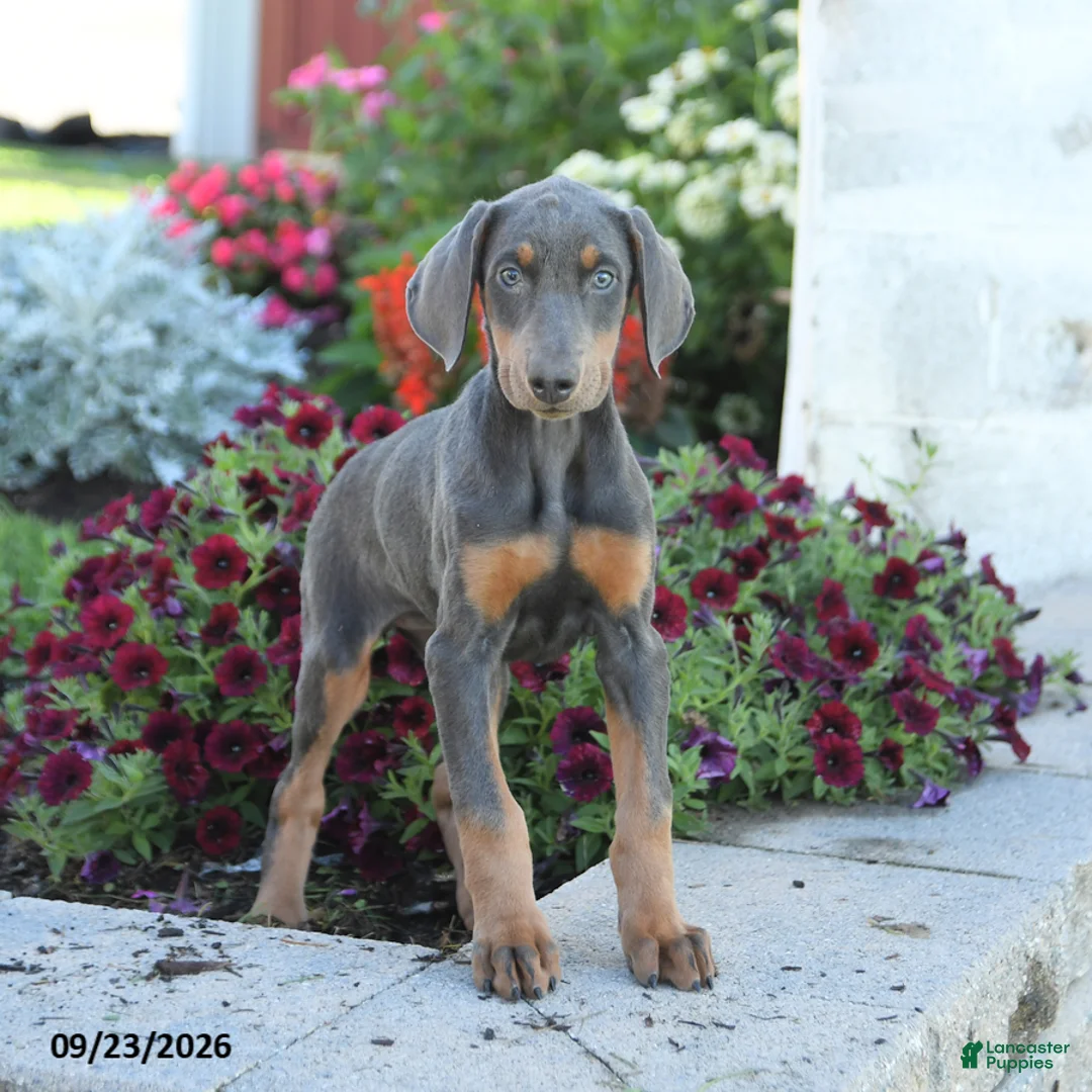 Mixed Breed dogs for sale: Fancy - Ad 2