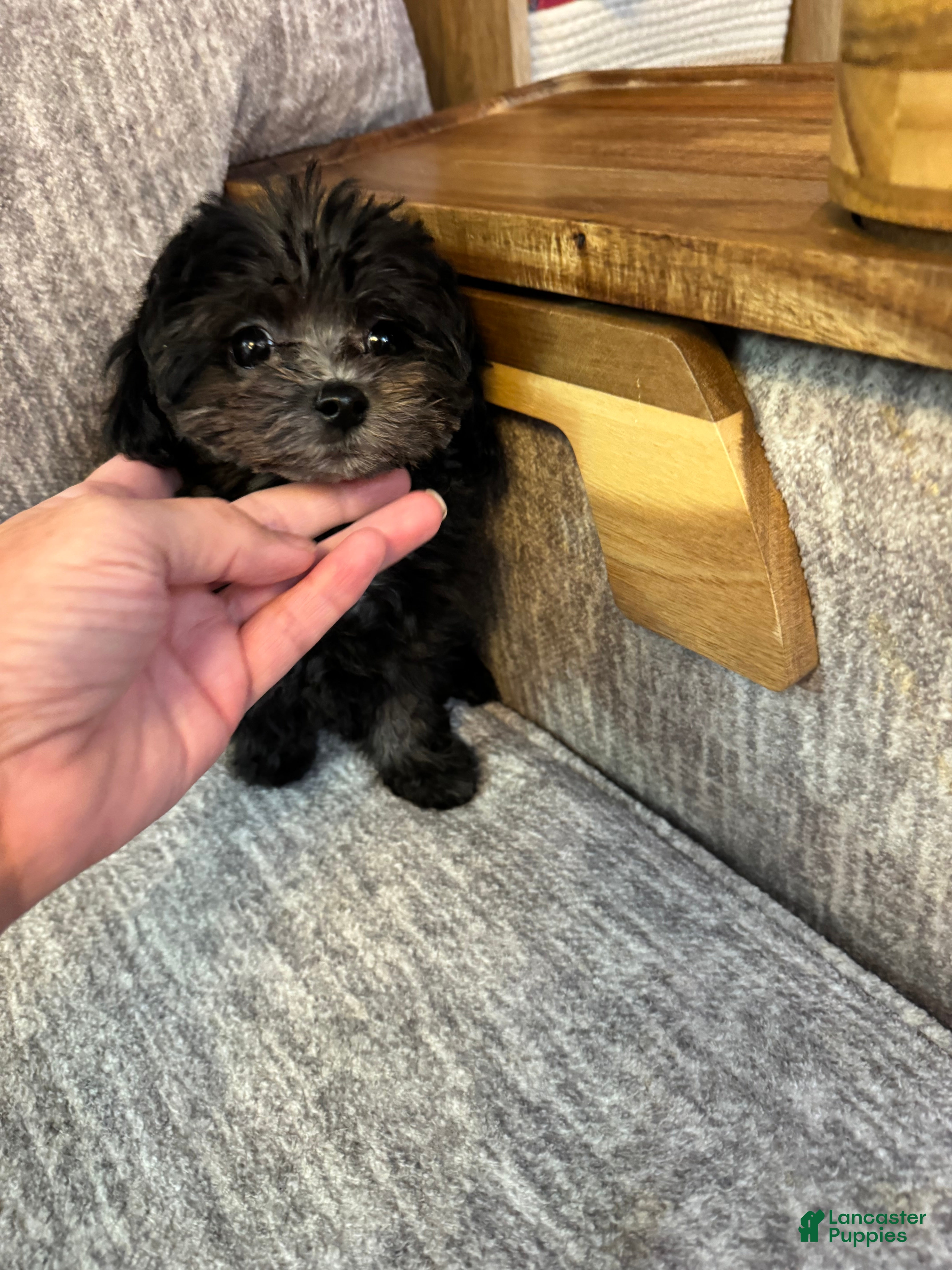 Shihpoo dogs for sale: Teacup Oreo - Ad 2