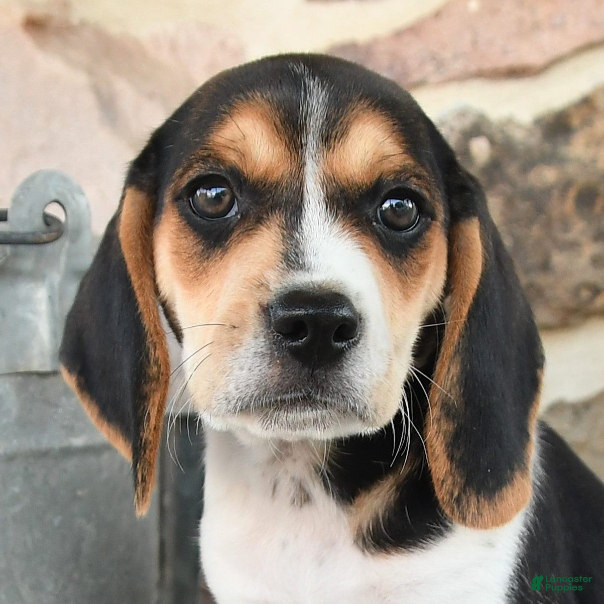 Beagle dogs Max - Ad 2