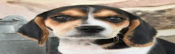 Beagle dogs for sale: Max - Ad 3