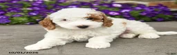 Mini Goldendoodle dogs for sale: Sammy - Ad 4