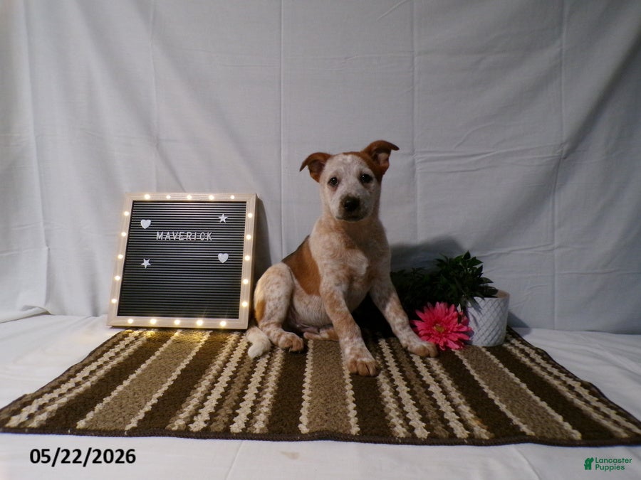 Australian Cattle Dog dogs Maverick - Ad 1